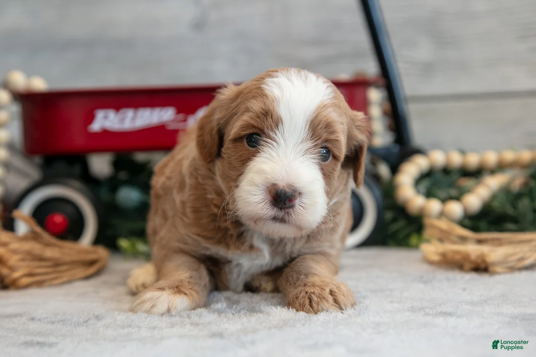 Mini Goldendoodle dogs for sale: Cutie - Ad 2