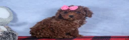 Cavapoo dogs for sale: FANNIE - Ad 3