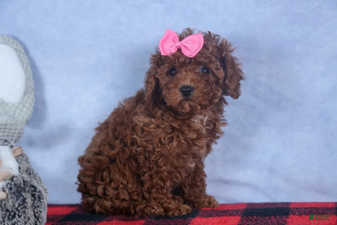 Cavapoo dogs for sale: FANNIE - Ad 3