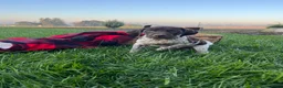 German Shorthaired Pointer dogs for sale: SCout❤️Akc Ready to go  - Ad 3