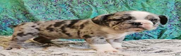 Mixed Breed dogs for sale: SALE! Trento - Ad 6