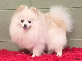 Pomeranian dogs Pomeranian Puppy 1 - Ad 8