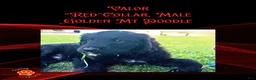 Mixed Breed dogs for sale: ⭐ Valor — Red Collar • Male Golden Mountain Doodle - Ad 2
