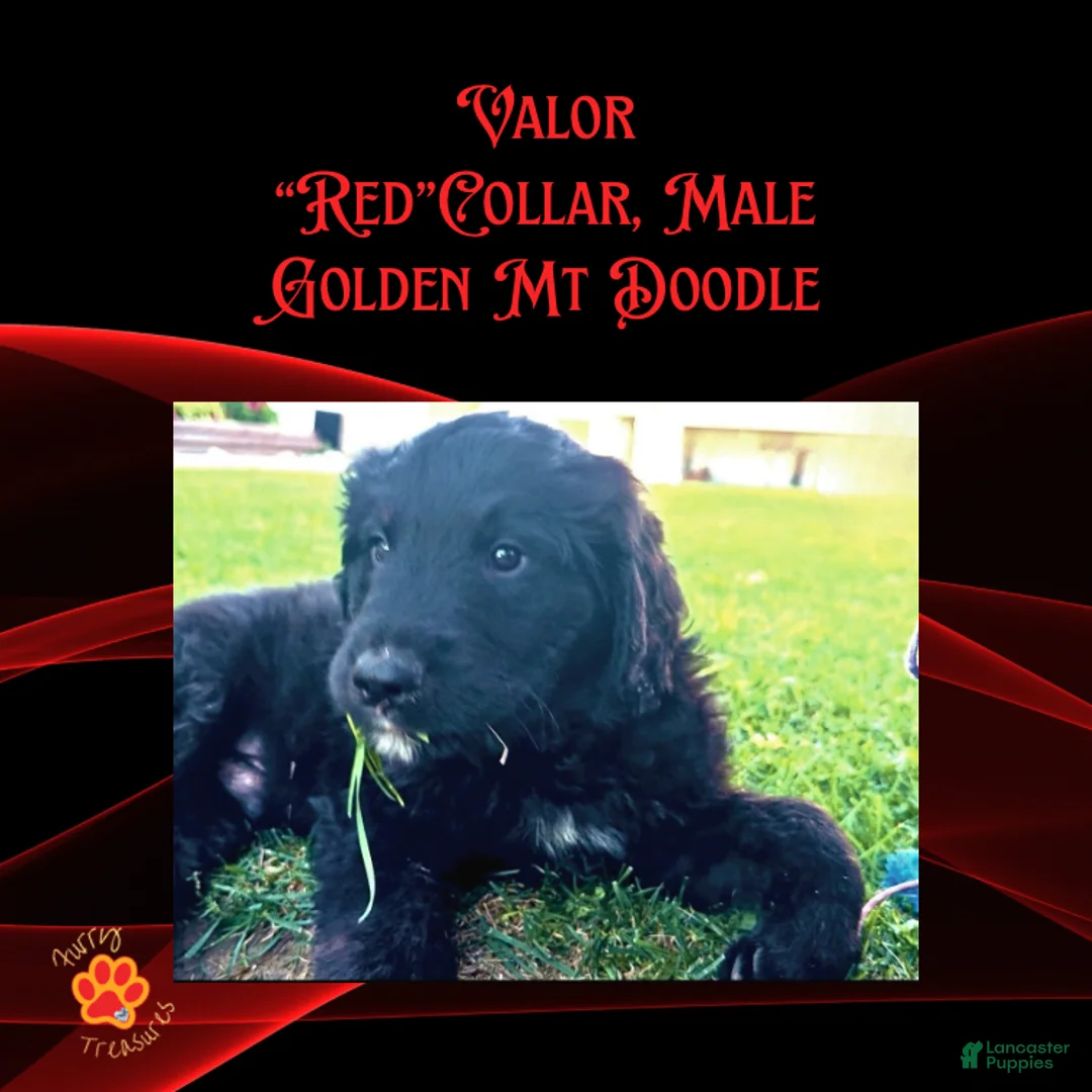 Mixed Breed dogs for sale: ⭐ Valor — Red Collar • Male Golden Mountain Doodle - Ad 2