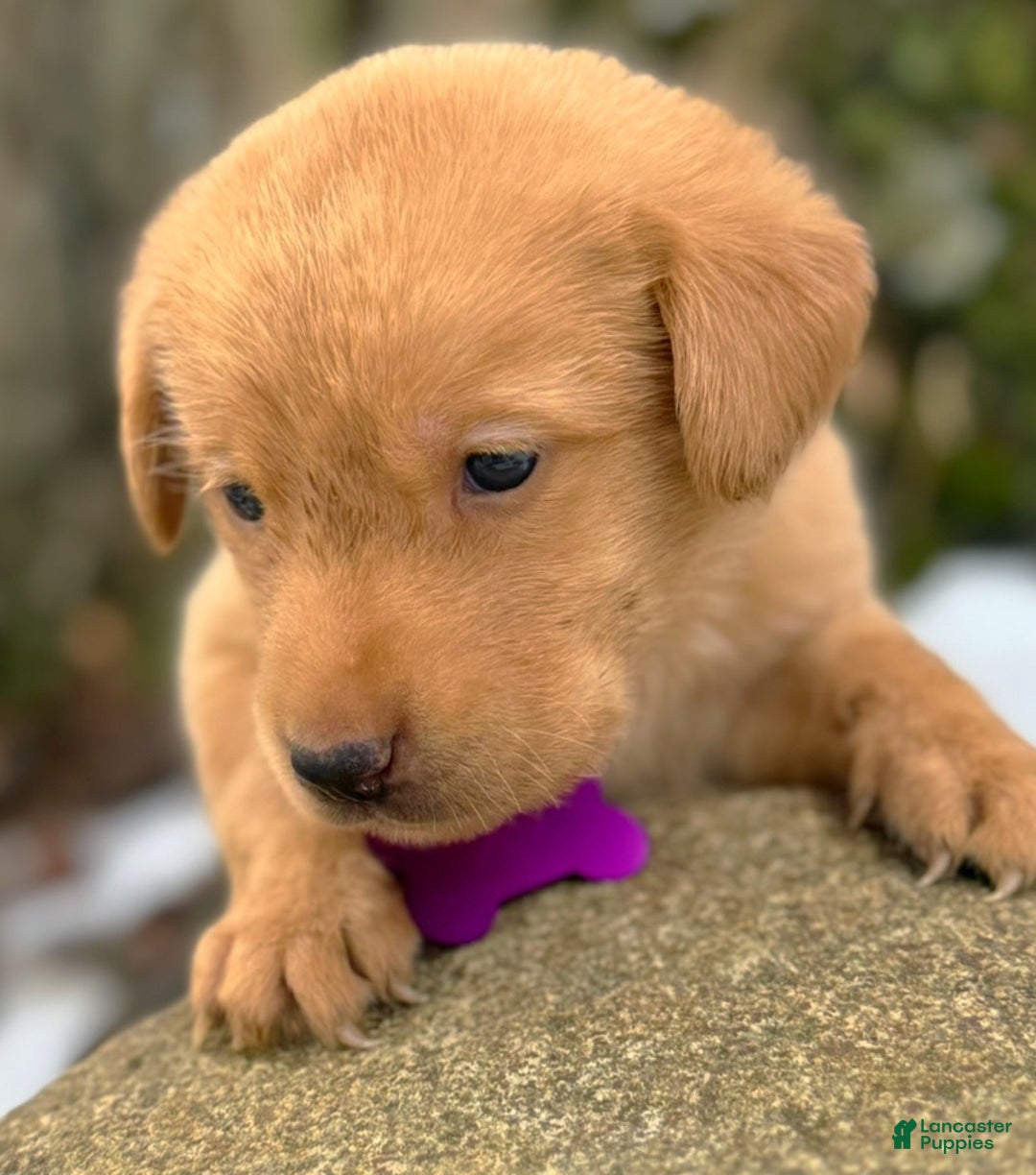 Labrador Retriever dogs for sale: Labrador Retriever Puppy 1 - Ad 8