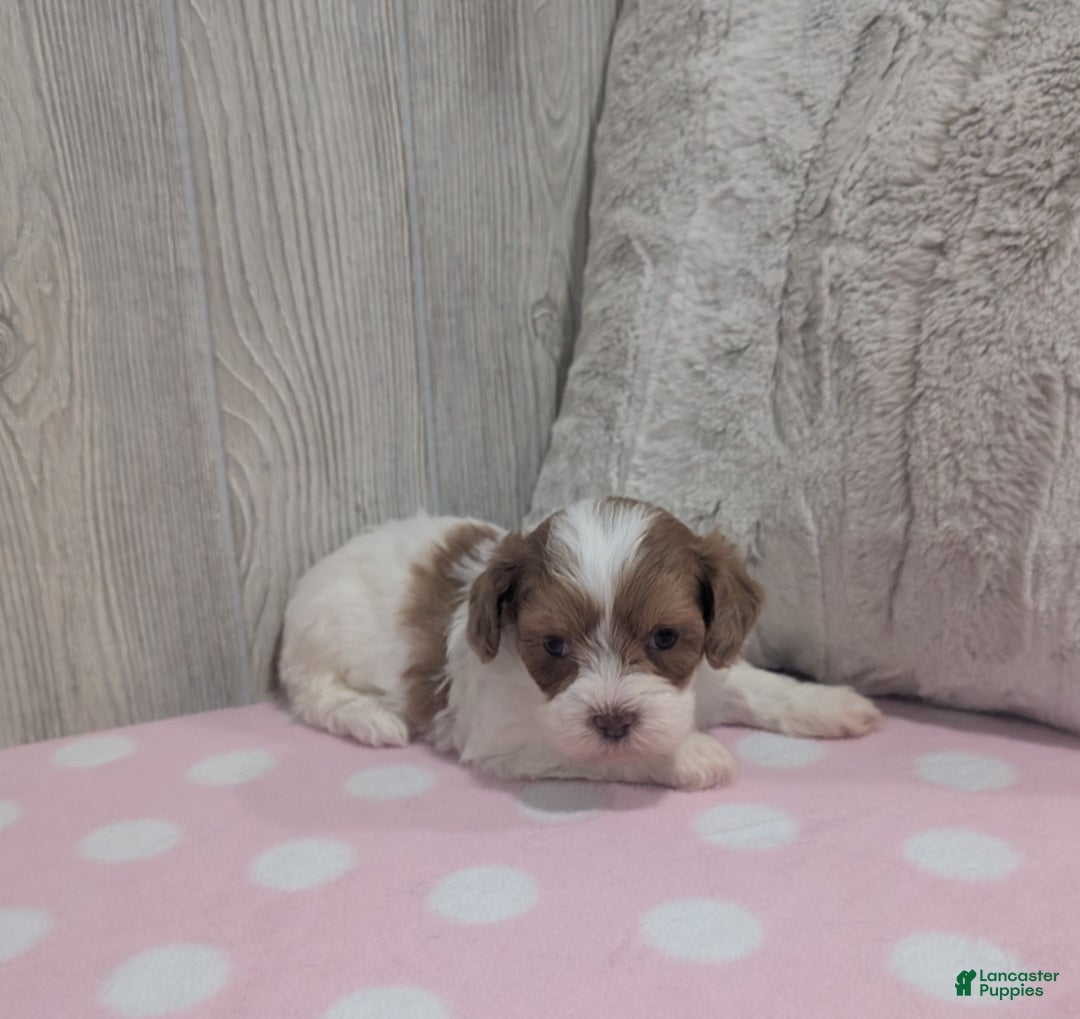 Shihpoo dogs for sale: Bella - Ad 4