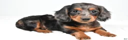 Dachshund dogs for sale: Cassandra - Ad 10