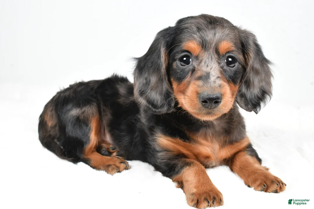 Dachshund dogs for sale: Cassandra - Ad 10