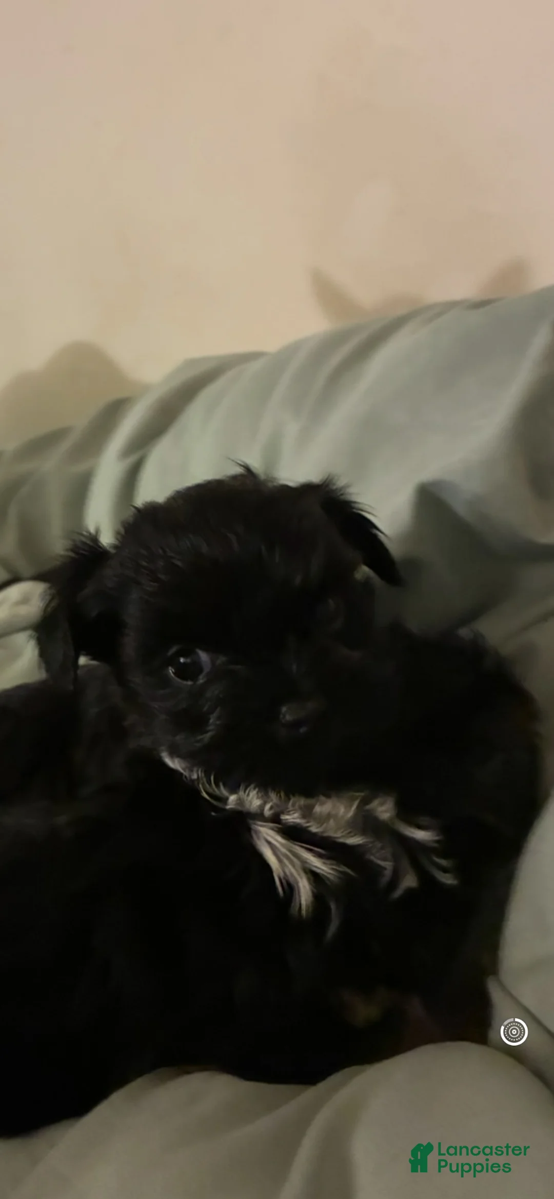 Morkie dogs for sale: Black Jack - Ad 2