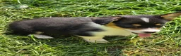 Welsh Corgi Pembroke dogs for sale: Brea  - Ad 8