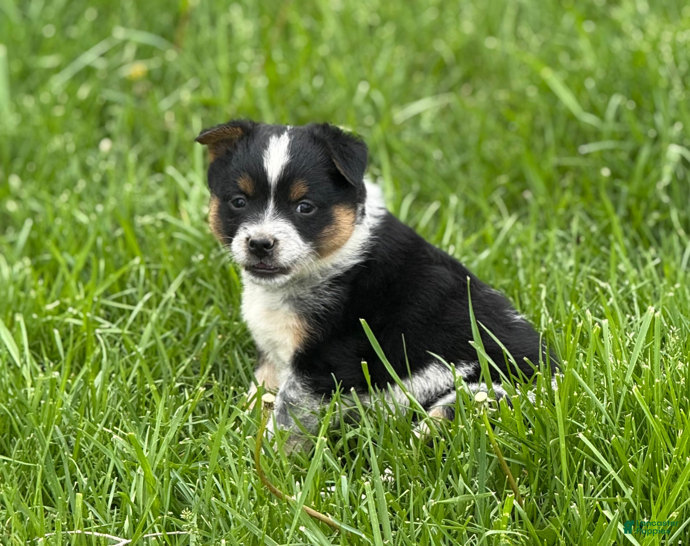 Mixed Breed dogs Mixed Breed Puppy 2 - Ad 2