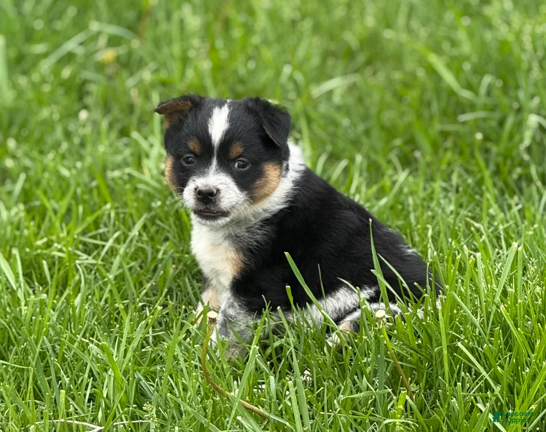 Mixed Breed dogs for sale: Mixed Breed Puppy 2 - Ad 2