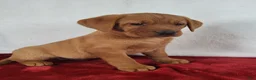 Labrador Retriever dogs for sale: Jasper - Ad 4