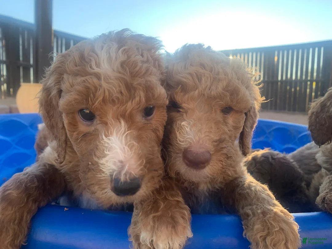 Standard Poodle dogs for sale: Standard Poodle 1 - Ad 9