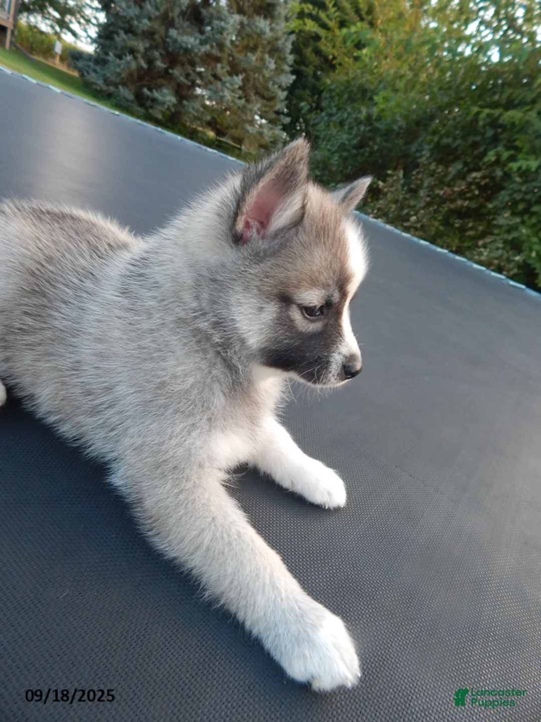 Pomsky dogs for sale: Macy - Ad 12