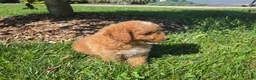 Mini Goldendoodle dogs for sale: Ken - Ad 6