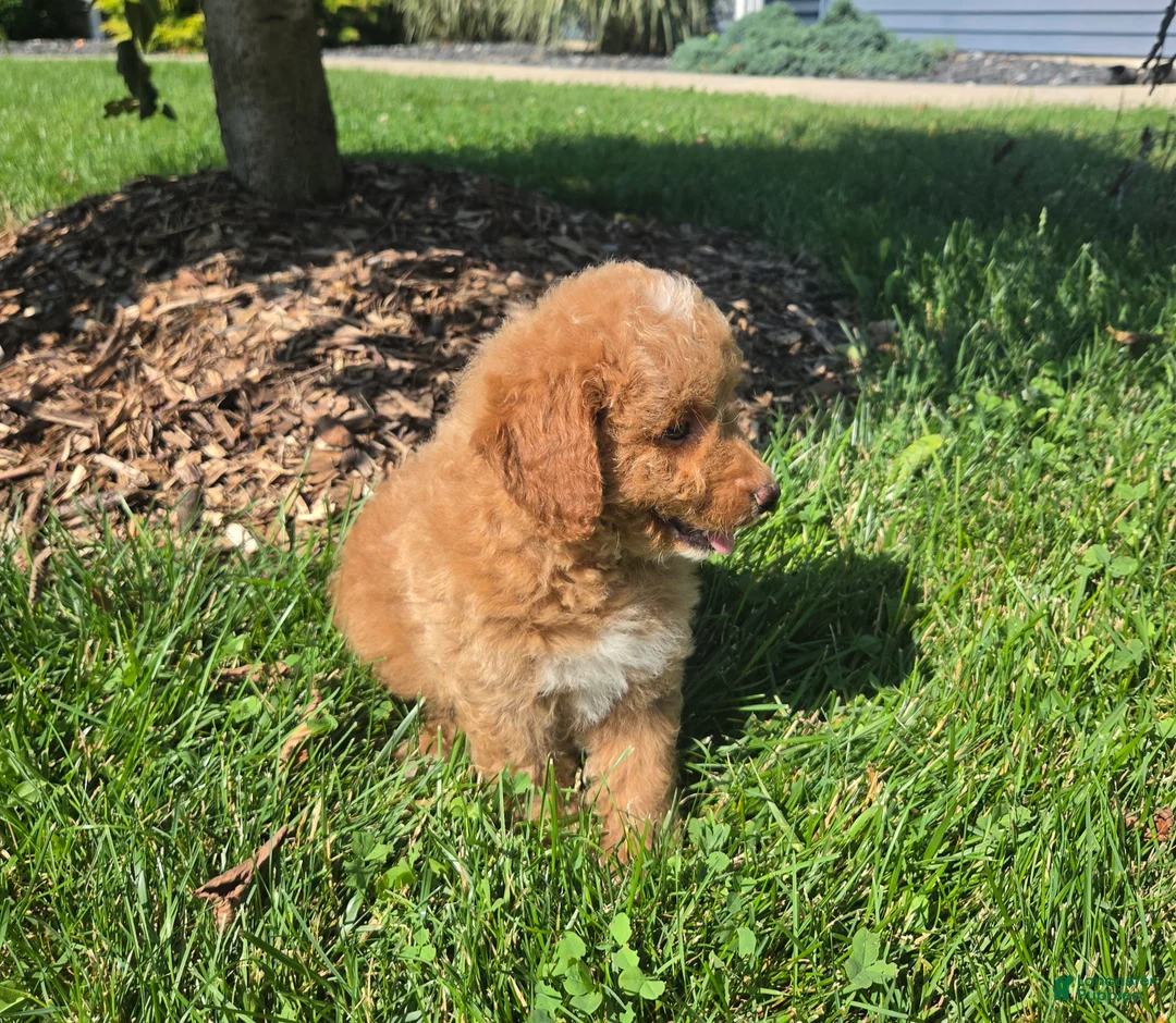 Mini Goldendoodle dogs for sale: Ken - Ad 6