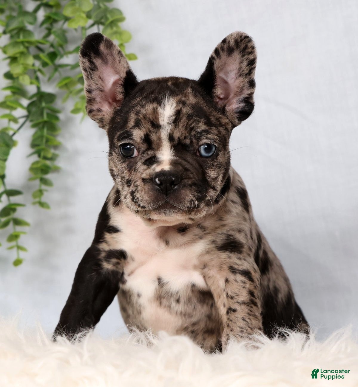 Frenchton dogs Felix - Ad 2