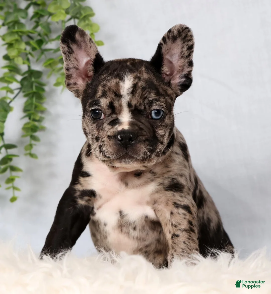 Frenchton dogs for sale: Felix - Ad 2