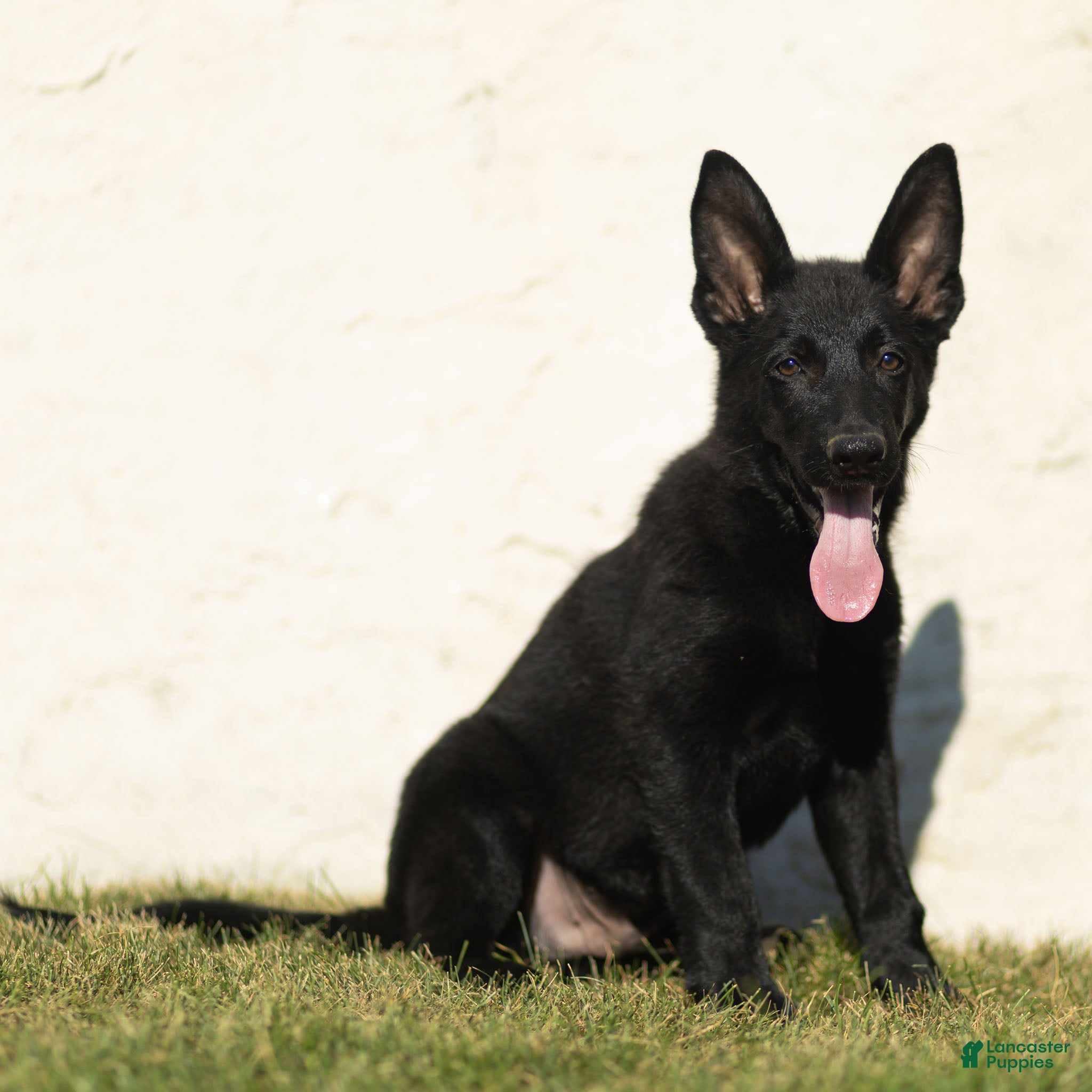 German Shepherd dogs Ferris German Shepherd  - Ad 2