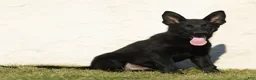 German Shepherd dogs for sale: Ferris German Shepherd  - Ad 2