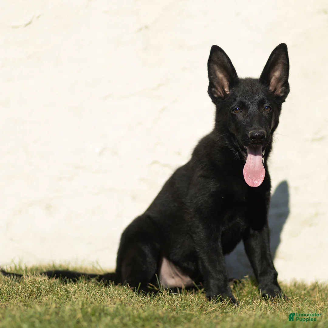 German Shepherd dogs for sale: Ferris German Shepherd  - Ad 2