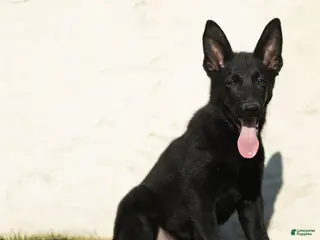 German Shepherd dogs Ferris German Shepherd - Ad 2
