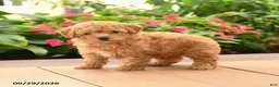 Toy Poodle dogs for sale: Teddy - Ad 5