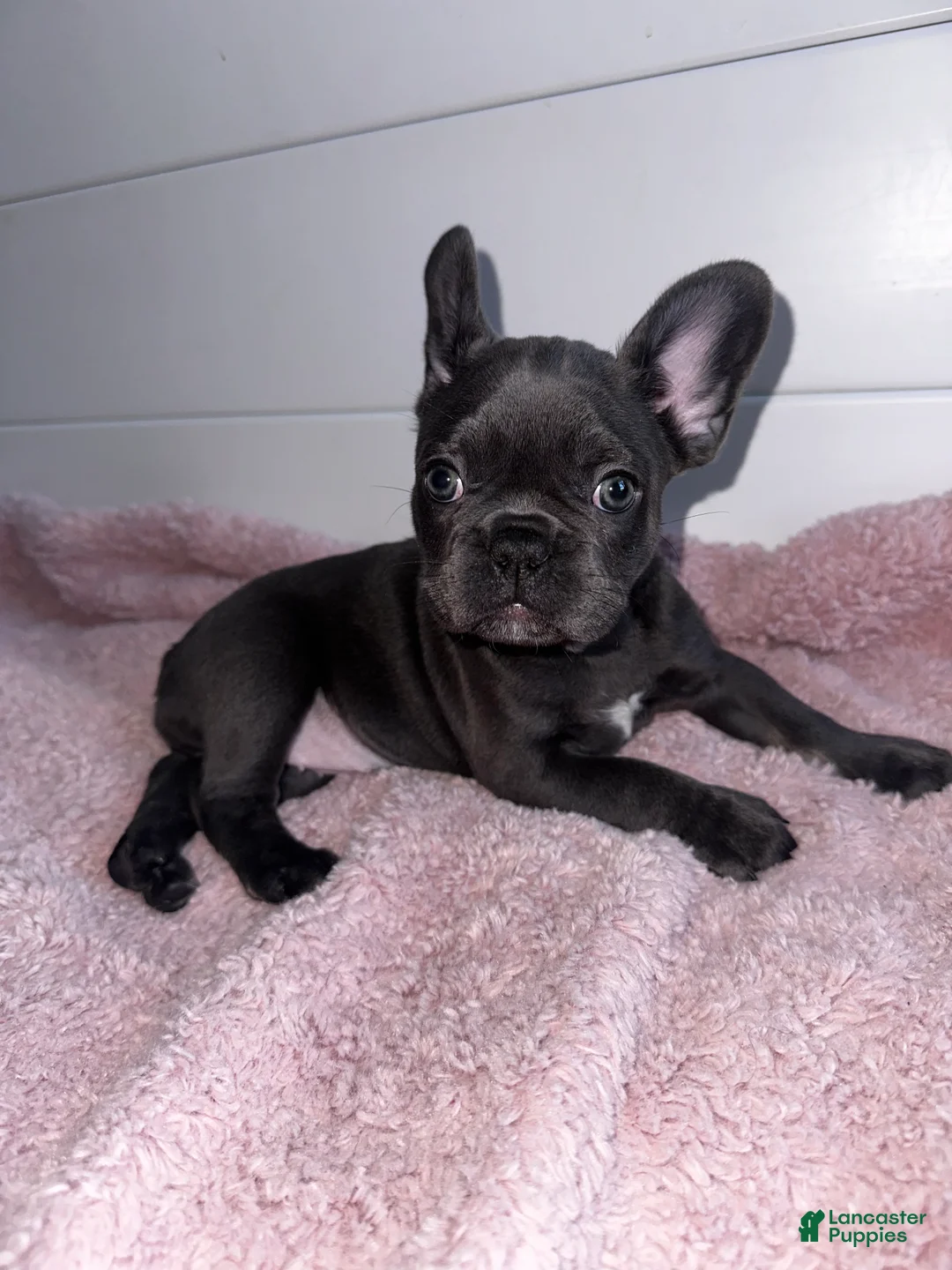 French Bulldog dogs for sale: Lola - Ad 4