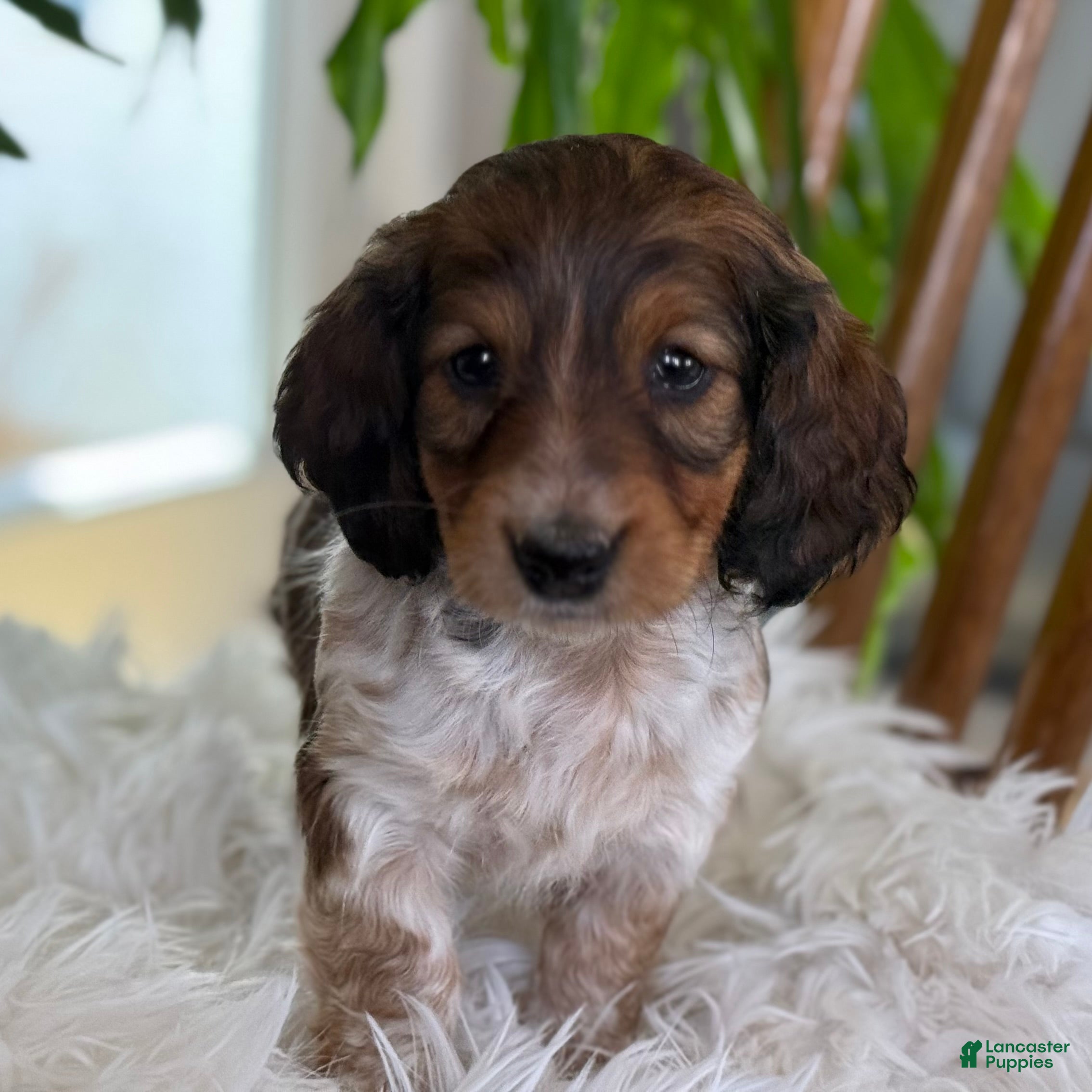 Miniature Dachshund dogs Hazel - Ad 1