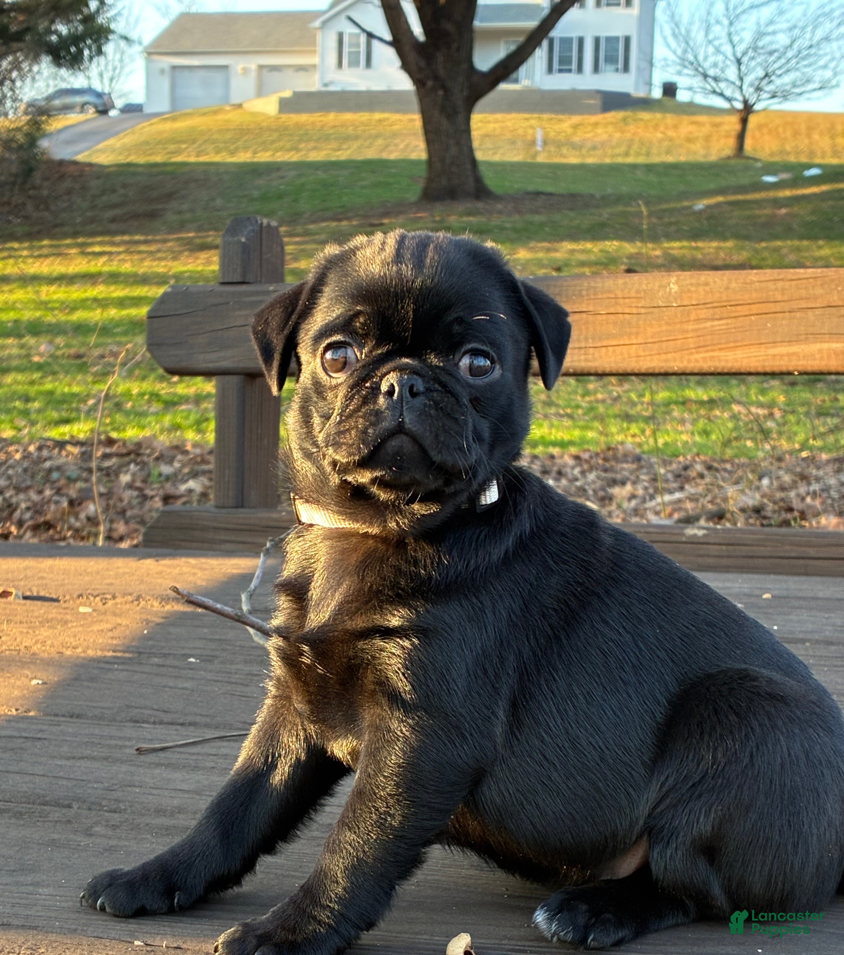 Pug dogs  Addie - Ad 2