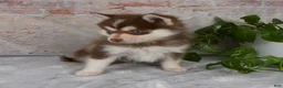 Pomsky dogs for sale: Grant - Ad 5