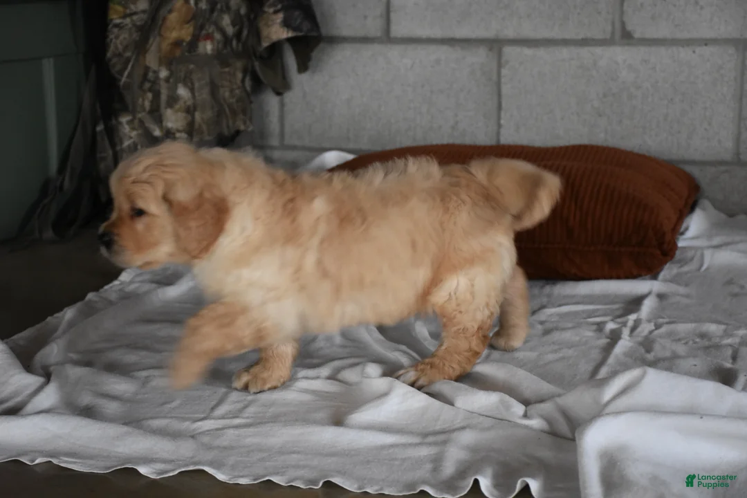 Golden Retriever dogs for sale: Buster  Genteic/OFA - Ad 2