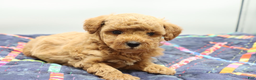 Toy Poodle dogs for sale: Light Red Boy - Ad 3