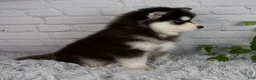 Pomsky dogs for sale: Tucker - Ad 5