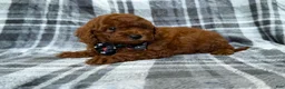 Mini Goldendoodle dogs for sale: Snickers - Ad 2