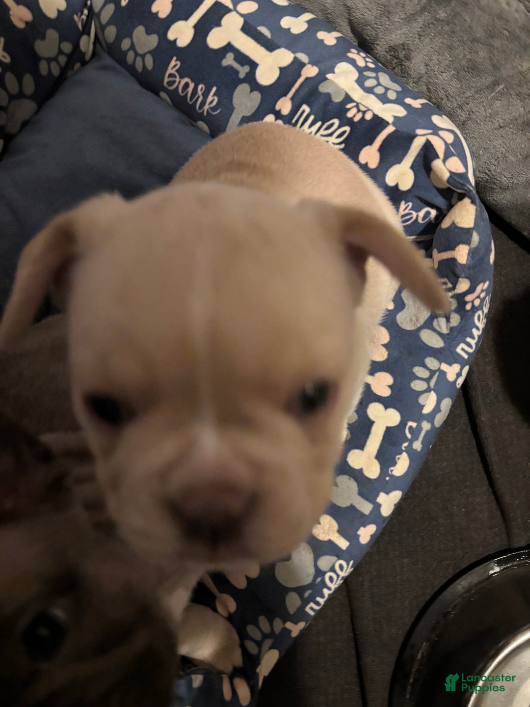 French Bulldog dogs for sale: Lila - Ad 4