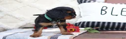 Cavalier King Charles Spaniel dogs for sale: Mike - Ad 4