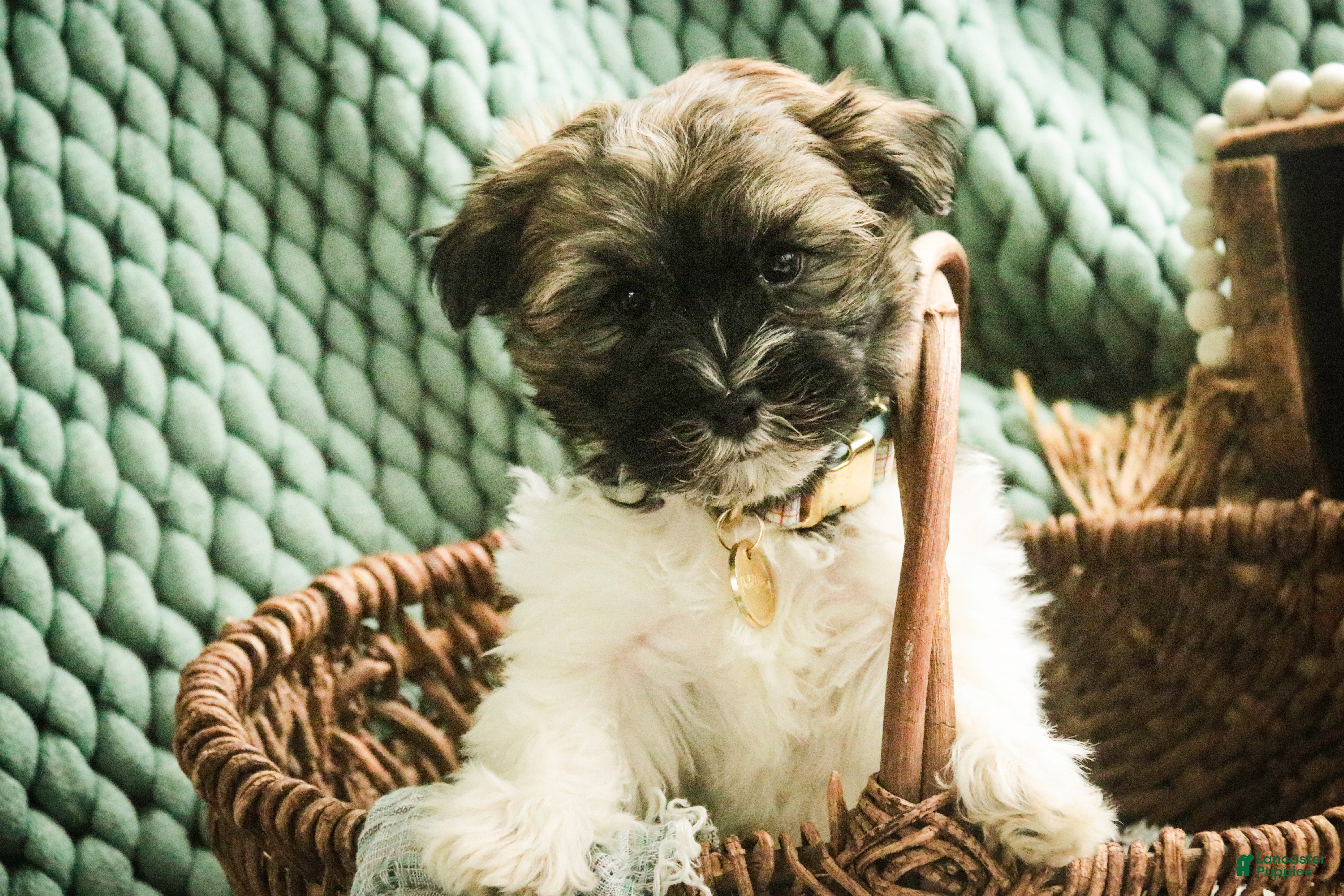 Havanese dogs Biscotti - Ad 32