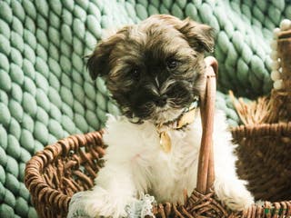 Havanese dogs Biscotti - Ad 32