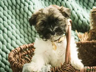 Havanese dogs Biscotti - Ad 17