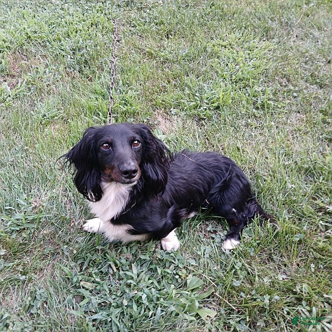 Miniature Dachshund dogs for sale: Darling - Ad 4