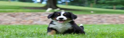 Bernese Mountain Dog dogs for sale: Claudia  - Ad 4