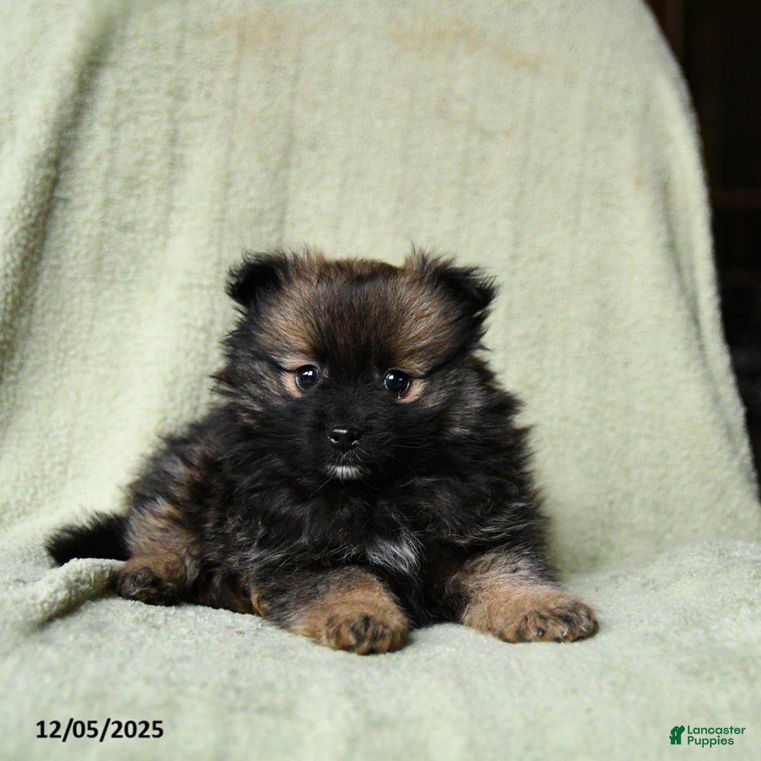 Pomeranian dogs for sale: Rascal - Ad 4