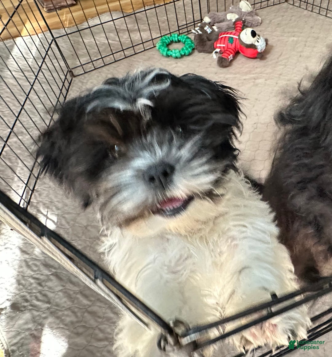 Shihpoo dogs for sale: Shihpoo Puppy 1 - Ad 2