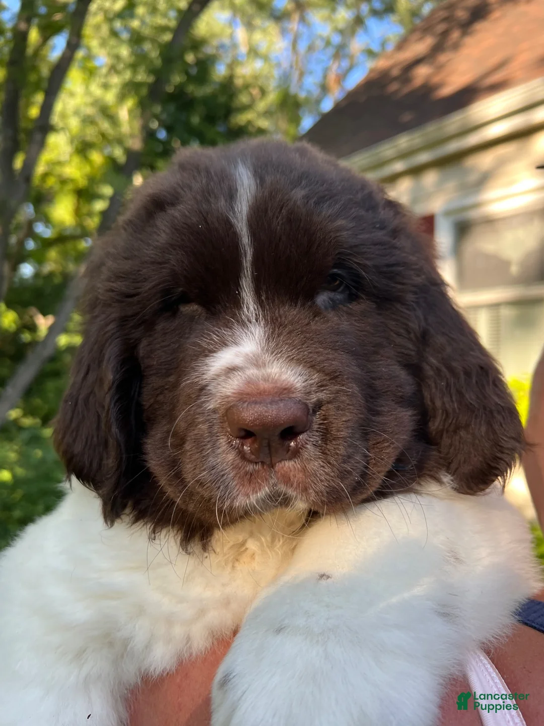 Newfoundland dogs for sale: Redwood  - Ad 2