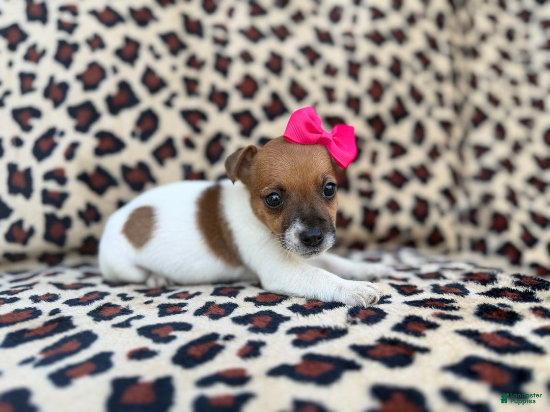 Jack Russell Terrier dogs for sale: Brooklynn - Ad 6