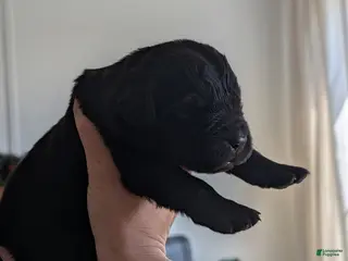 Newfoundland dogs Hayden - Ad 14