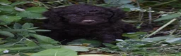 Standard Poodle dogs for sale: Standard Poodle 6 Dark Brown - Ad 7