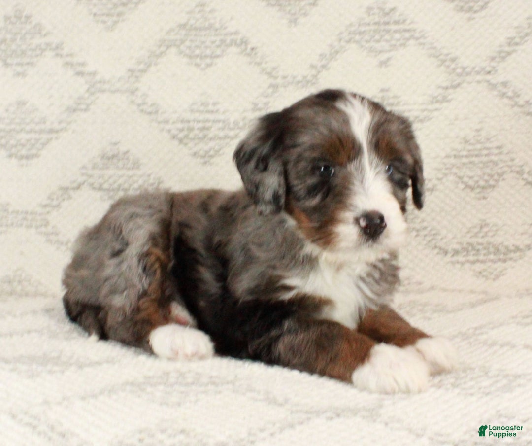 Bernedoodle dogs for sale: Bella - Ad 5